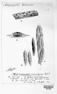 Massaria vomitoria image